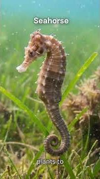 Seahorse: The Tiny Guardian of the Seagrass Realm