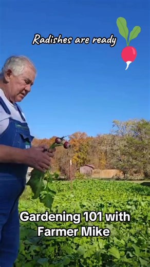 Does anyone else grow fall radishes ,, yummy , we appreciate y’all #gardening #radish #fallvibes | Gardening 101 with Farmer Mike