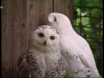 Eisbär, Affe & Co.: Folge 28: Wer oder was ist Wollemia nobilis?