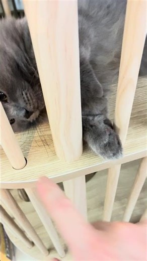 Playing the hand stack game with my cat🐾