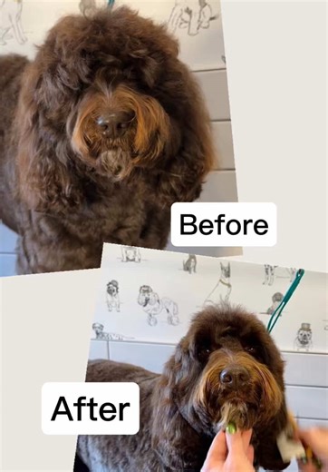 Mastering the Teddy Bear Head Grooming Technique