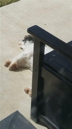 Dottie plays dead in the sun 🤪💖
