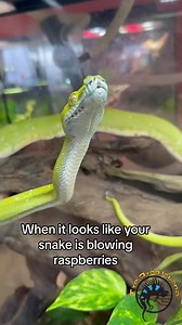 33K views · 913 reactions | Slinky the Green Tree Python was blowing raspberries at us this morning.  He's got such a long tongue! So we thought it would be appropriate to add in some fun sound effects! #kisses #funny #tongue #snake #snakes #funnypets #funnyanimals #pets #reptiles #silly #animals | The Tye-Dyed Iguana | Facebook