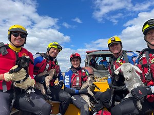 10K views · 381 reactions | Our In-Water rescue crews were called to assist a farmer in Concord (Riverina) on Saturday to save a herd of goats from flood waters. Firefighters moved 23 stranded goats to safety, from trees, logs and small islands. | Fire and Rescue NSW | Facebook