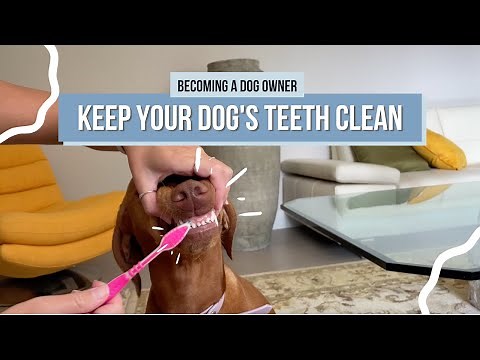 How to Properly Brush Your Dog's Teeth