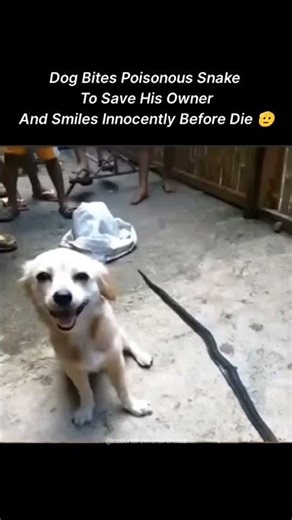 Dog Bites Poisonous Snake to Save his Owner and Smiles Innocently Before DIE