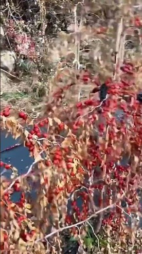 The process of harvesting fruits on agricultural land using special tools