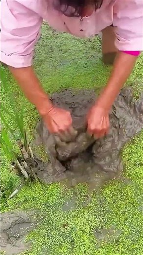 Digging process of soft-shelled turtle from fish pond