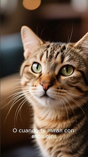 Gatitos Súper Tiernos 🐱💖 | Los Gatos Bebés Más Adorables