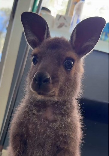 Buttercup the Kangaroo's Cheerful Greeting