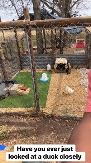 Have you ever just looked at a duck up close ? Well here’s how ya ducks should look! #fypシ #repost #ducklings #duck #duckcoop #farmlife #animals #countryliving #waterfowl #southernliving #upcloseandpersonal #duckfeet #ducknails | Jesus King McCoy