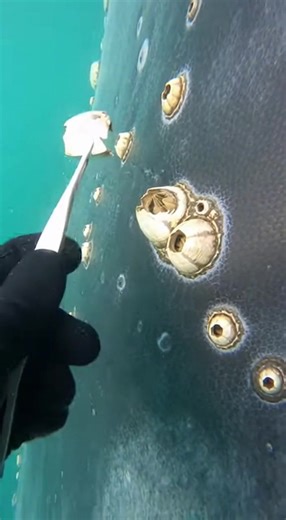Understanding Dense Whale Barnacles in Underwater Life