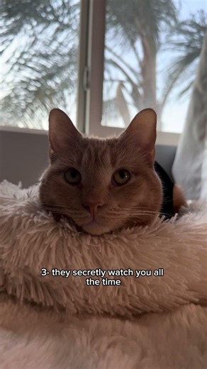 does your cat do any of these things?🥹❤️
