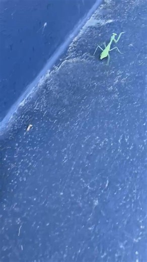 Carol Huggins Nauman on Reels