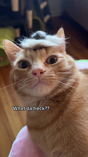 Cat DIY: Making a Tiny Hat for Your Feline Friend