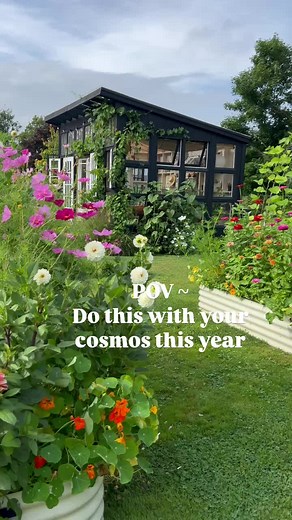 Growing Cosmos in a Cutting Garden: A Guide