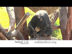 Sun Bears and Sun Bear Webcam at Oakland Zoo