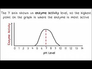 Enzymes Temperature Graphs