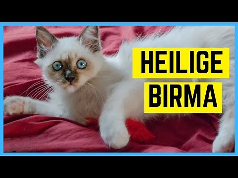 HEILIGE BIRMA KATZE - Charakter und Besonderheiten