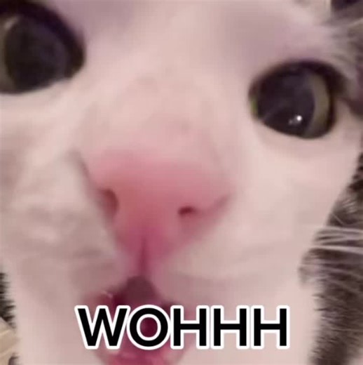 Funny Cat Memes and Videos from the Philippines