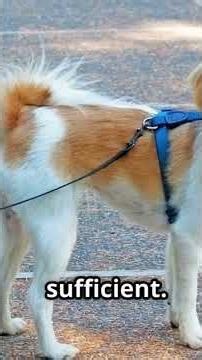 Tiny Paws: Top 10 Smallest Dog Breeds! #SmallDogBreeds #TinyPaws | Part 7