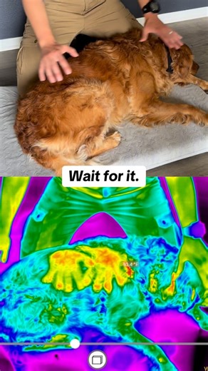 Rose Waldrup on Instagram: "Wait for it….. This was a gentle ribcage compression on my golden retriever, Bree. As I lifted my hands, the thermographic camera picked up her temperature shift — blue → green/yellow → green/blue again — showing her nervous system responding and then returning to baseline. That return is the key: regulation doesn’t mean staying one color; it means the body has the flexibility to move, respond, and restore balance. Right after, she shifted her head and melted deeper i