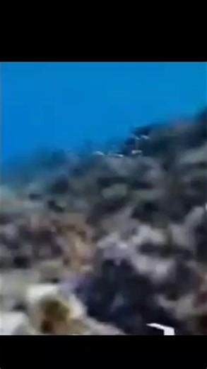 Funny Fish Meme Compilation | Hilarious Fish Videos