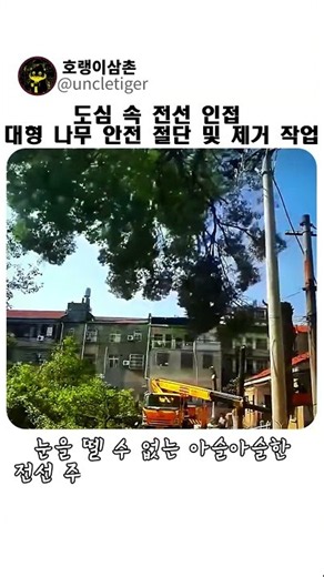 도심 속 전선 인접 대형 나무 안전 절단 및 제거 작업 #worker #process #treeremoval #chainsaw #safety