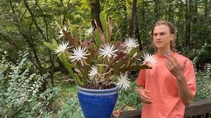 How to grow epiphyllum orchid cactus, tips & tutorial to increase flowering
