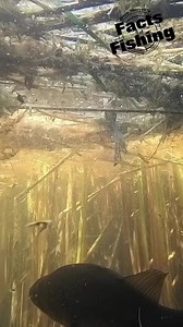 Check out the brand new Berkley Fishing Swamp Lord popper frog. This new frog was designed by pro angler Bobby Lane & was just released at the ICAST show in Orlando Florida | Dave Mercer's Facts of Fishing