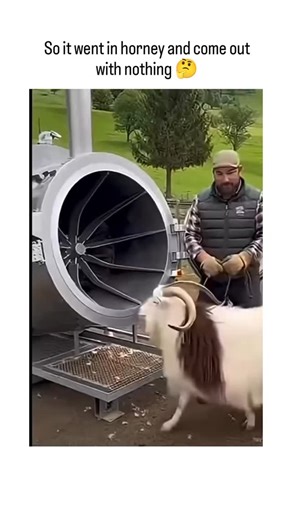 Facts on Instagram: "This Instagram reel features a viral video clip of a long-haired goat entering a cylindrical shearing machine and emerging completely shorn in seconds, paired with a cheeky caption playing on its drastic change from fluffy to bald. Many replies speculate the footage is AI-generated, given its polished, exaggerated speed, which echoes trends in fabricated farm tech videos that garner millions of views for their surreal humour. This taps into real-world shearing feats like Shr