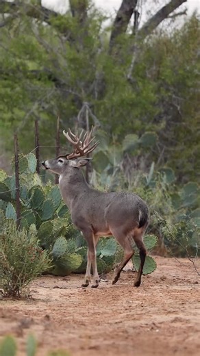 Buck Jumping Over High Low Fence During Rut