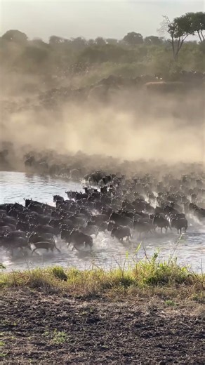 Great Migration in Serengeti and Masai Mara