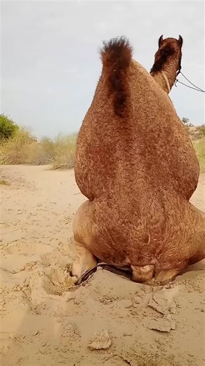 Camel baby birth time help man #villagelife #wildlife #animals #dilevery #camel