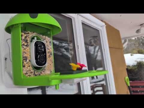 Minikey Smart Bird Feeder with Camera Review #smartbirdfeeder