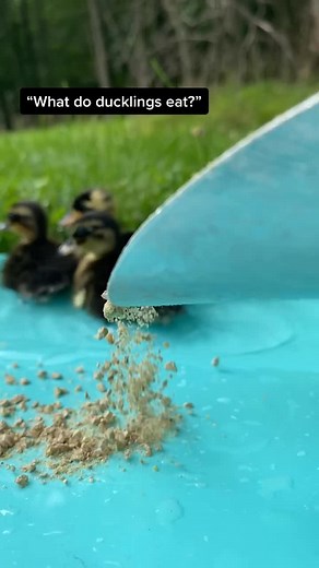 The Quack House on TikTok