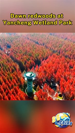 Thousands of acres of dawn redwoods in Huanghai Forest Park, east China's Jiangsu Province, have turned golden, reaching their peak viewing season. #SeeChina | CCTV