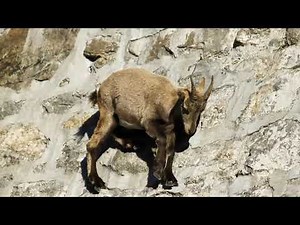The incredible ibex defies gravity and climbs a dam Forces of Nature with Brian Cox BBC