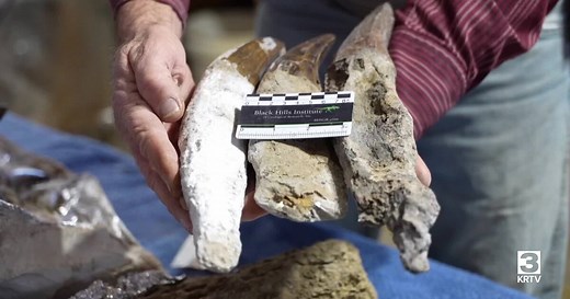 Montana rancher begins to excavate possible record-setting T-Rex
