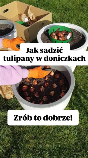 Jak sadzić tulipany w doniczkach Sadzenie kwiatów cebulowych w doniczkach to idealne rozwiązanie, jeśli chcesz cieszyć się kolorami na tarasie, balkonie albo przy wejściu do domu 1️⃣ Wybierz doniczkę - najlepiej wysoką, minimum 30 cm. Dzięki temu cebulki będą miały wystarczająco miejsca. Upewnij się, że donica ma otwory odpływowe - nadmiar wody będzie swobodnie wypływać. 2️⃣ Na dno wsyp warstwę keramzytu (3–5 cm). To sposób na zapewnienie drenażu i ochronę cebulek przed gniciem. 3️⃣ Ziemia - wys