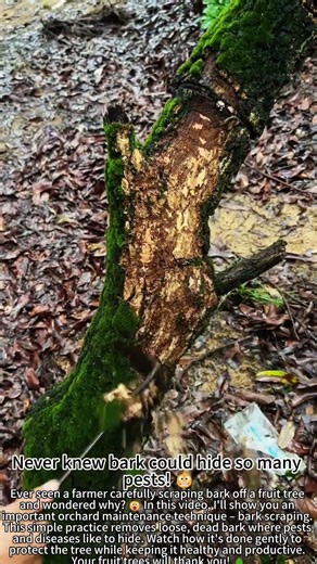 Scraping Fruit Tree Bark – Healthy Growth! 🍎😮