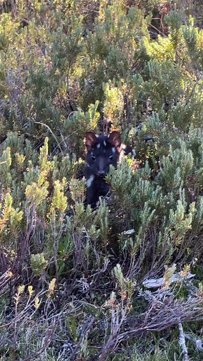 Exploring Eastern Quolls: Nature's Opportunistic Hunters