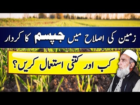 Use of Gypsum for improvement of soil Health | Crop Reformer