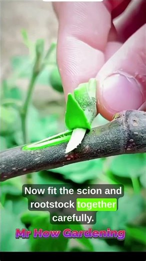 Fig Tree Grafting for Beginners | Simple Method That Actually Works