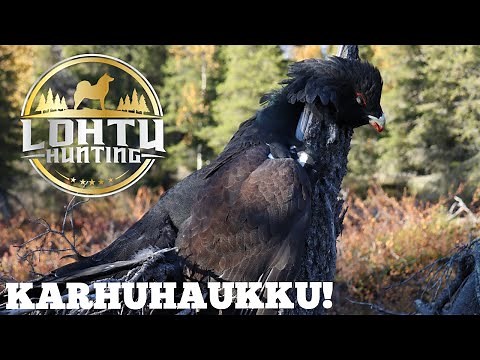 Metsäkanalintujahtia suomenpystykorvalla | OSA 2 | Metsästysvaellus Lapissa 2022 | Karhutilanne