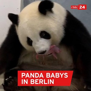 Meng Meng ist Mama von Panda-Zwillingen geworden. 🐼🐼 | rbb24