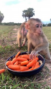 263K views · 3.8K reactions | Little Baby Monkey Tom & Jerry Test Tiny Carrot For First Time | Tom & Jerry Family | Facebook