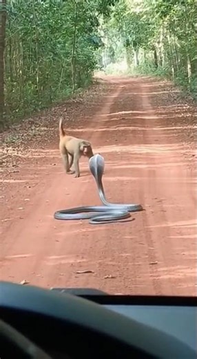 😱 Monkey vs cobra #animals