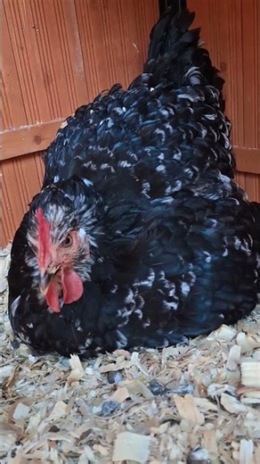 Broody Hen #funnyanimals #animalshorts #cutevideo #cuteanimals #funnyvideo #trending #funnyshorts