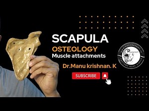 Osteology: Scapula muscle attachments